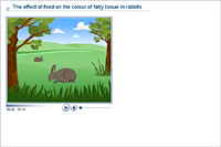 The effect of food on the colour of fatty tissue in rabbits