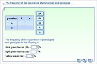 The frequency of the occurrence of phenotypes and genotypes