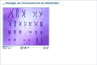 Karyotype; sex chromosomes and sex determination