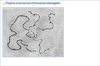 Polytene chromosomes of Drosophila melanogaster