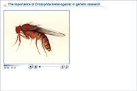 The importance of Drosophila melanogaster in genetic research