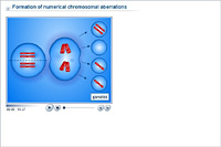 Formation of numerical chromosomal aberrations