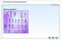Numerical chromosomal aberrations