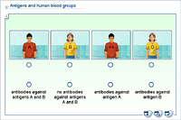 Antigens and human blood groups