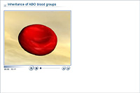 Inheritance of ABO blood groups
