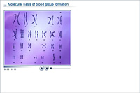 Molecular basis of blood group formation