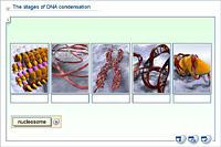 The stages of DNA condensation