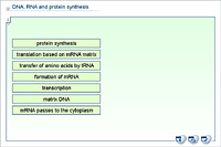 DNA; RNA and protein synthesis