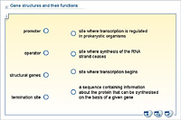 Gene structures and their functions