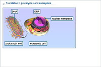 Translation in prokaryotes and eukaryotes