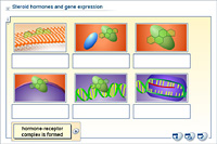 Steroid hormones and gene expression