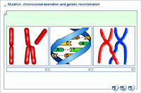 Mutation; chromosomal aberration and genetic recombination