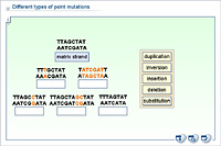 Different types of point mutations