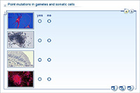 Point mutations in gametes and somatic cells