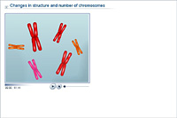 Changes in structure and number of chromosomes