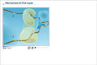 Mechanisms of DNA repair