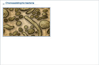 Chemoautotrophic bacteria