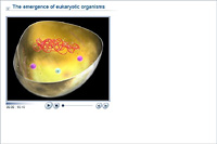 The emergence of eukaryotic organisms