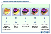 Hypothetical stages of eukaryotic cell emergence