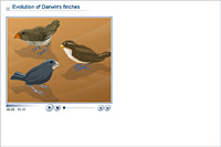 Evolution of Darwin's finches