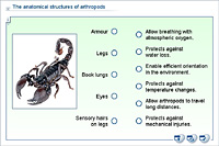 The anatomical structures of arthropods