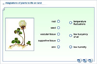 Adaptations of plants to life on land