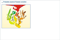 Probable course of human evolution