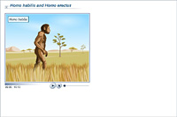 Homo habilis and Homo erectus