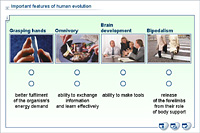 Important features of human evolution