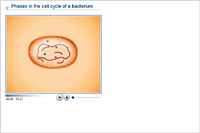 Phases in the cell cycle of a bacterium