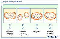 Reproduction by cell division