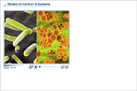 Modes of nutrition in bacteria