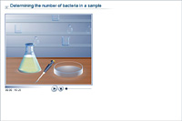 Determining the number of bacteria in a sample