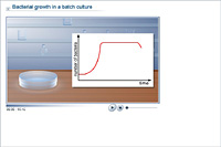 Bacterial growth in a batch culture