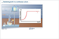 Bacterial growth in a continuous culture