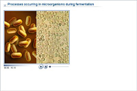 Processes occurring in microorganisms during fermentation