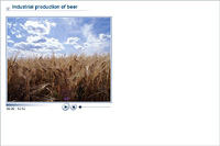 Industrial production of beer