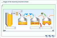 Stages of the industrial production of beer