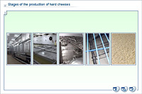 Stages of the production of hard cheeses
