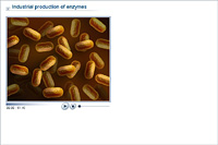 Industrial production of enzymes