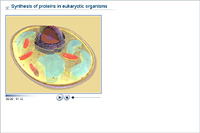 Synthesis of proteins in eukaryotic organisms