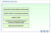 DNA analysis in forensic medicine