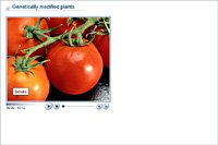 Genetically modified plants