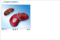 Transgenic transplants