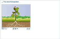 The role of transpiration