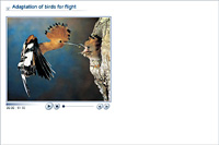 Adaptation of birds for flight