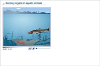 Sensory organs in aquatic animals