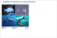 Adaptations of vertebrates to an aquatic environment