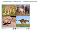 Adaptations of vertebrates to a terrestrial environment