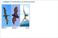 Adaptations of vertebrates to an aerial environment